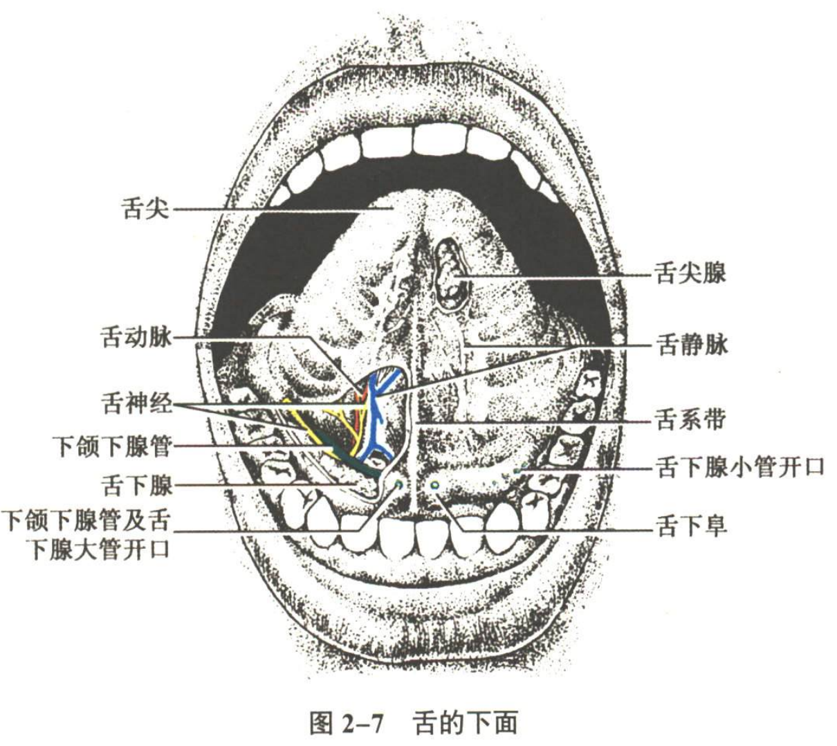 消化系统