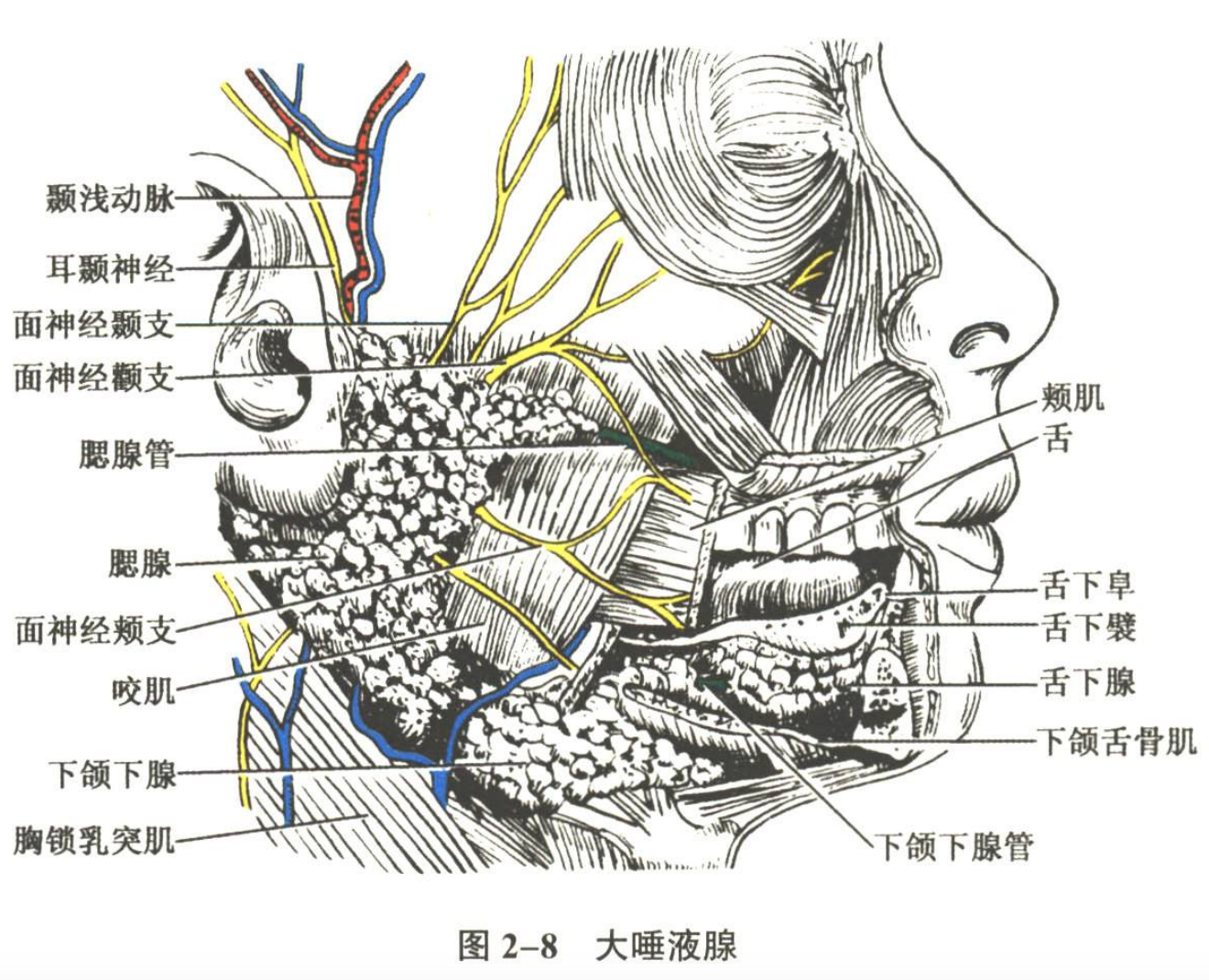 消化系统