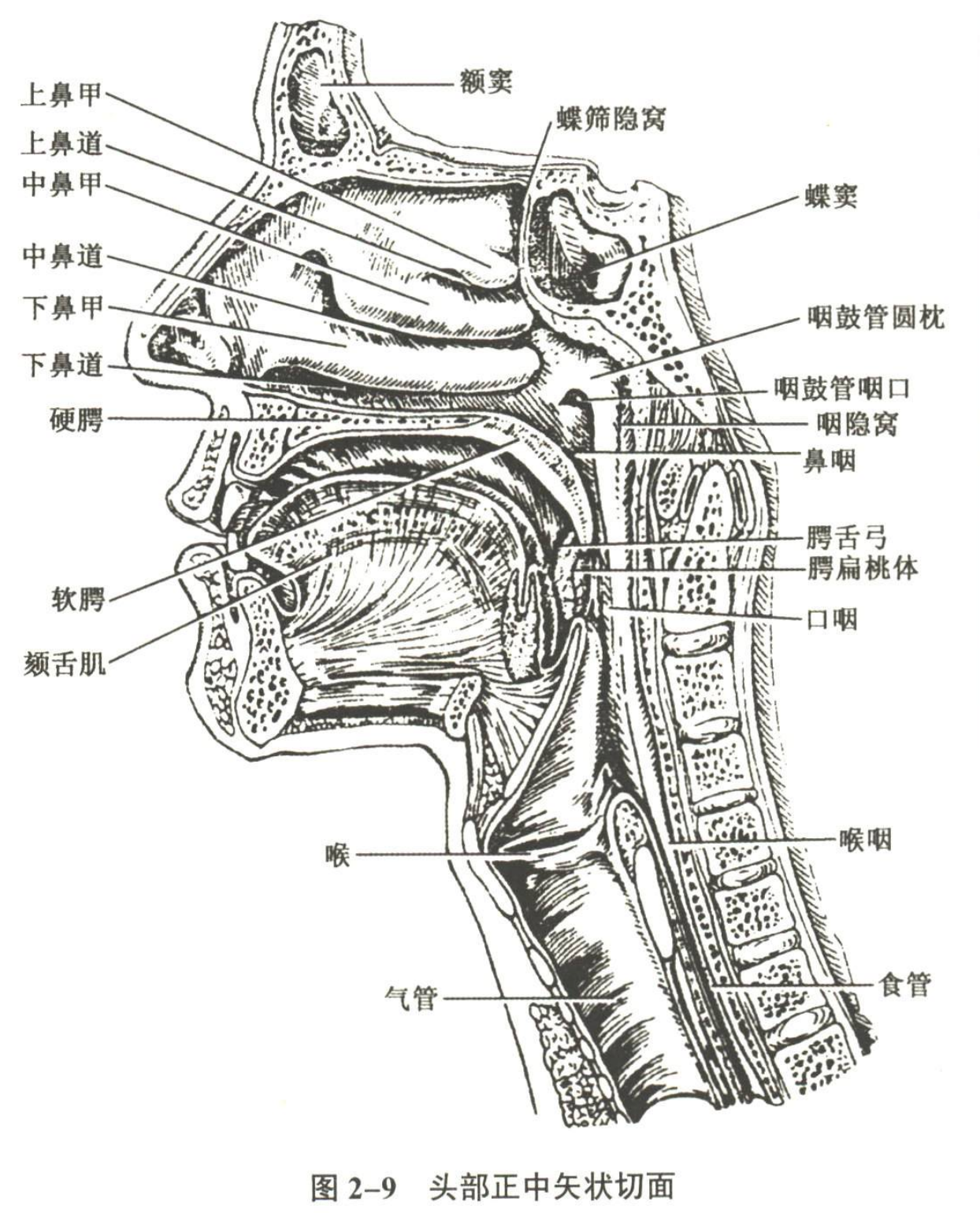 消化系统