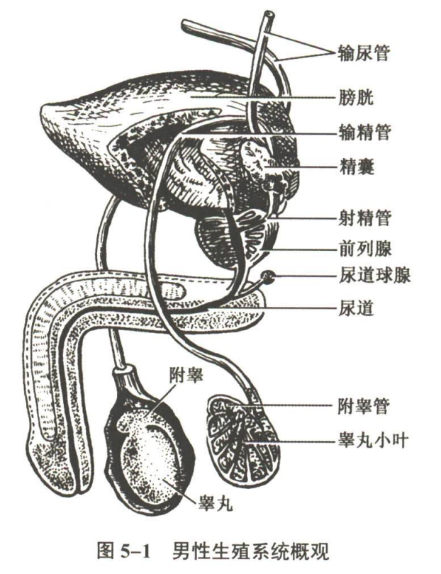 生殖系统