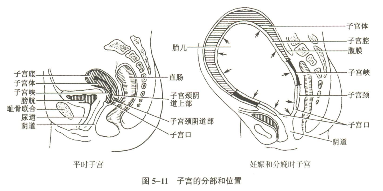 生殖系统