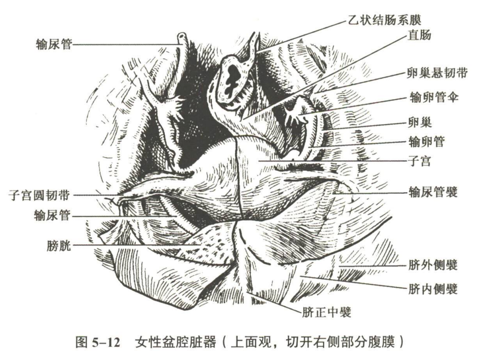生殖系统