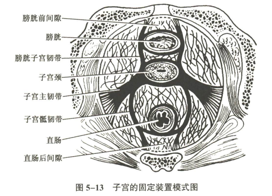 生殖系统