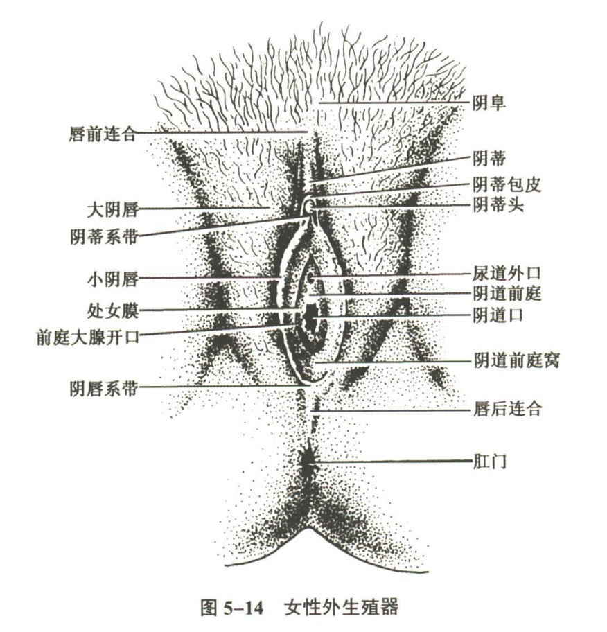 生殖系统