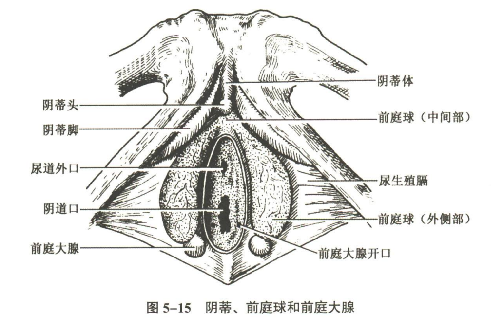 生殖系统