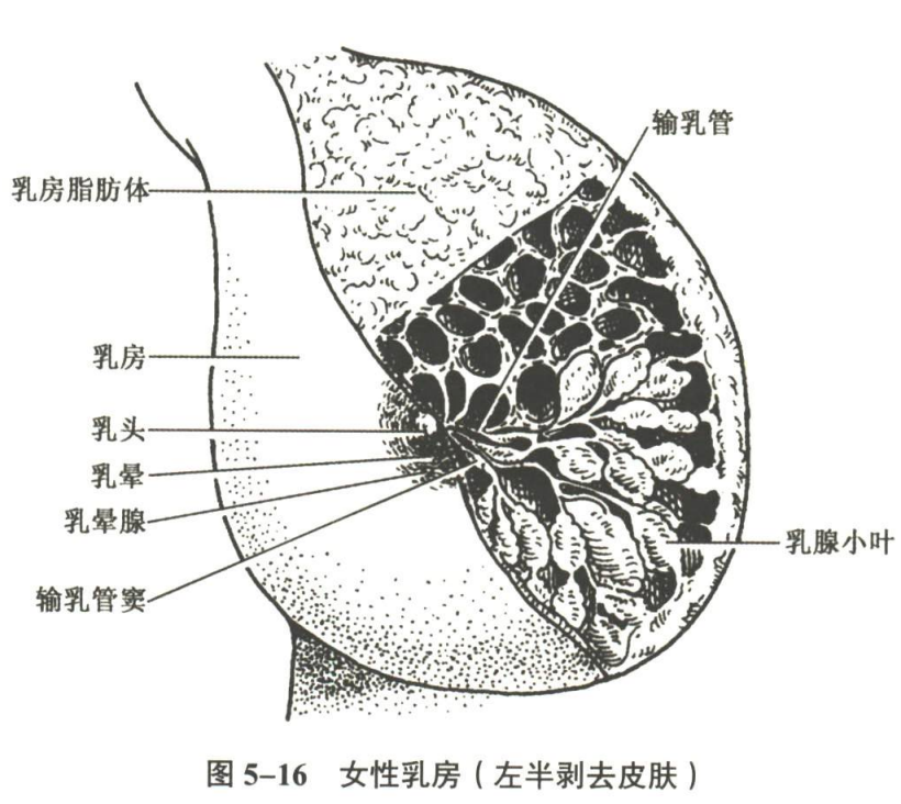 生殖系统