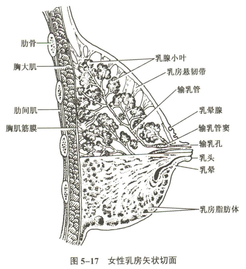 生殖系统