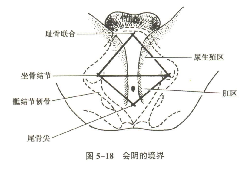 生殖系统