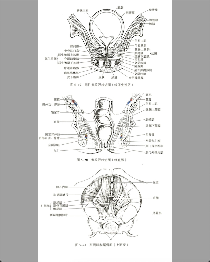 生殖系统