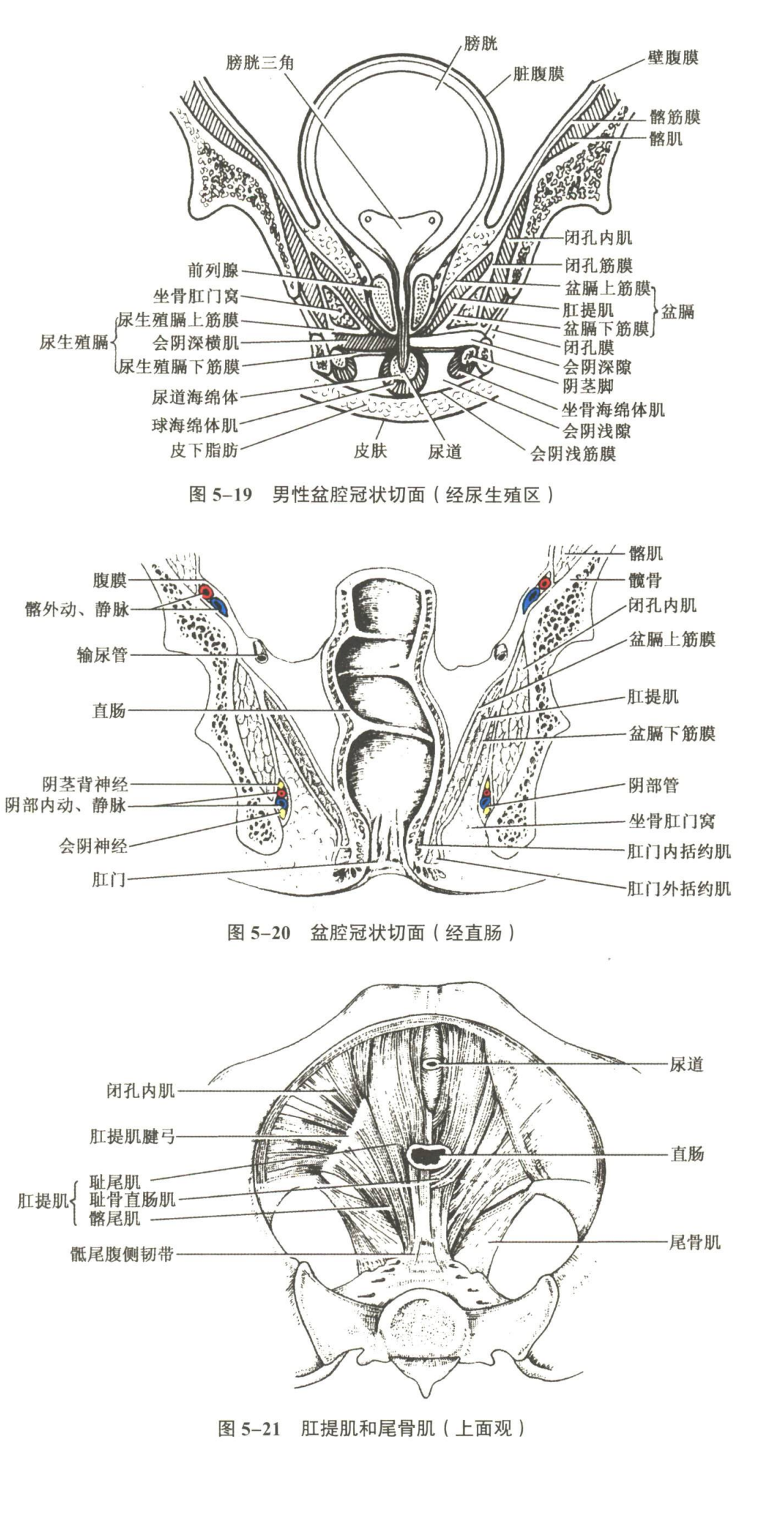 生殖系统