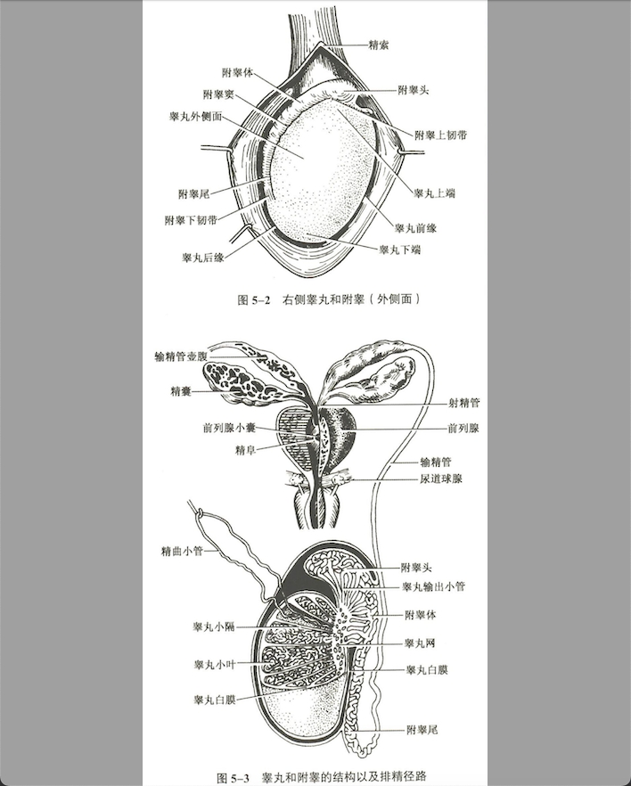 生殖系统
