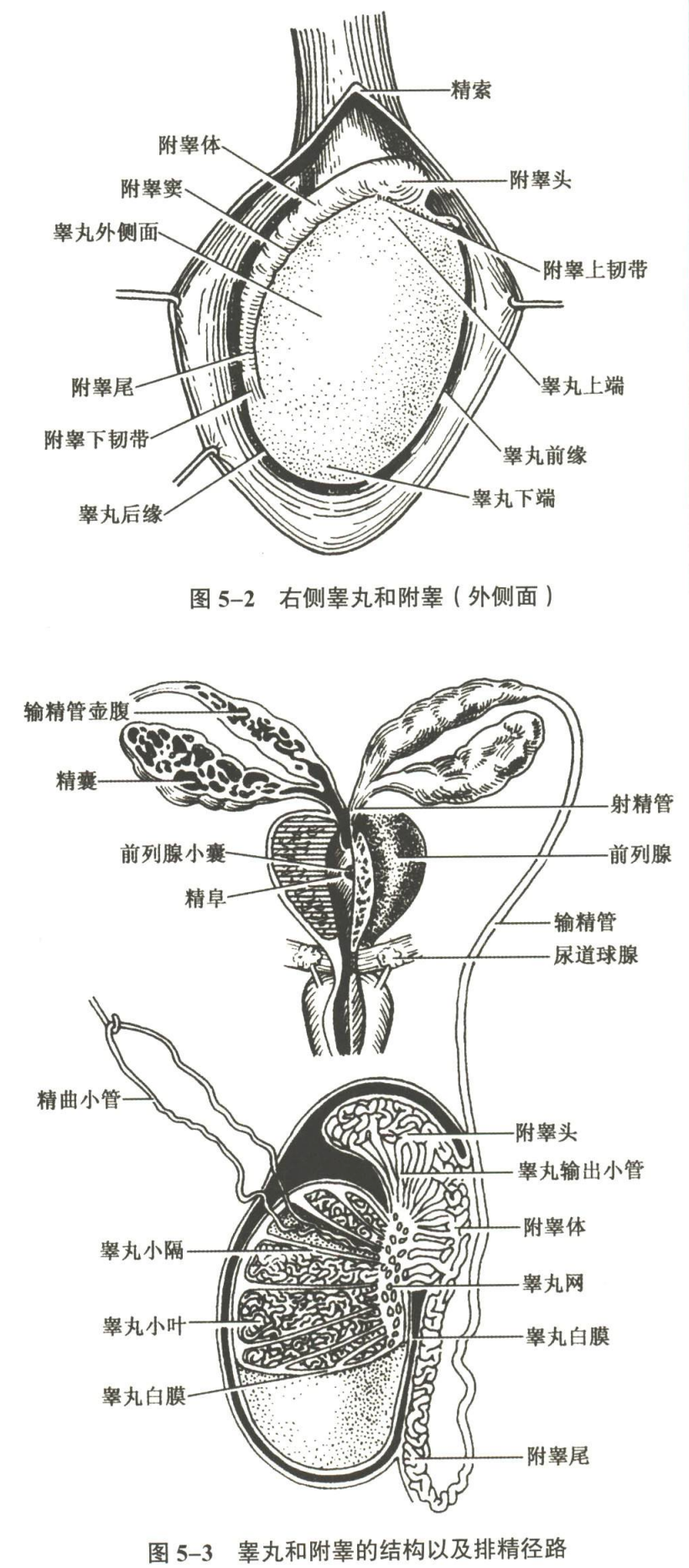 生殖系统