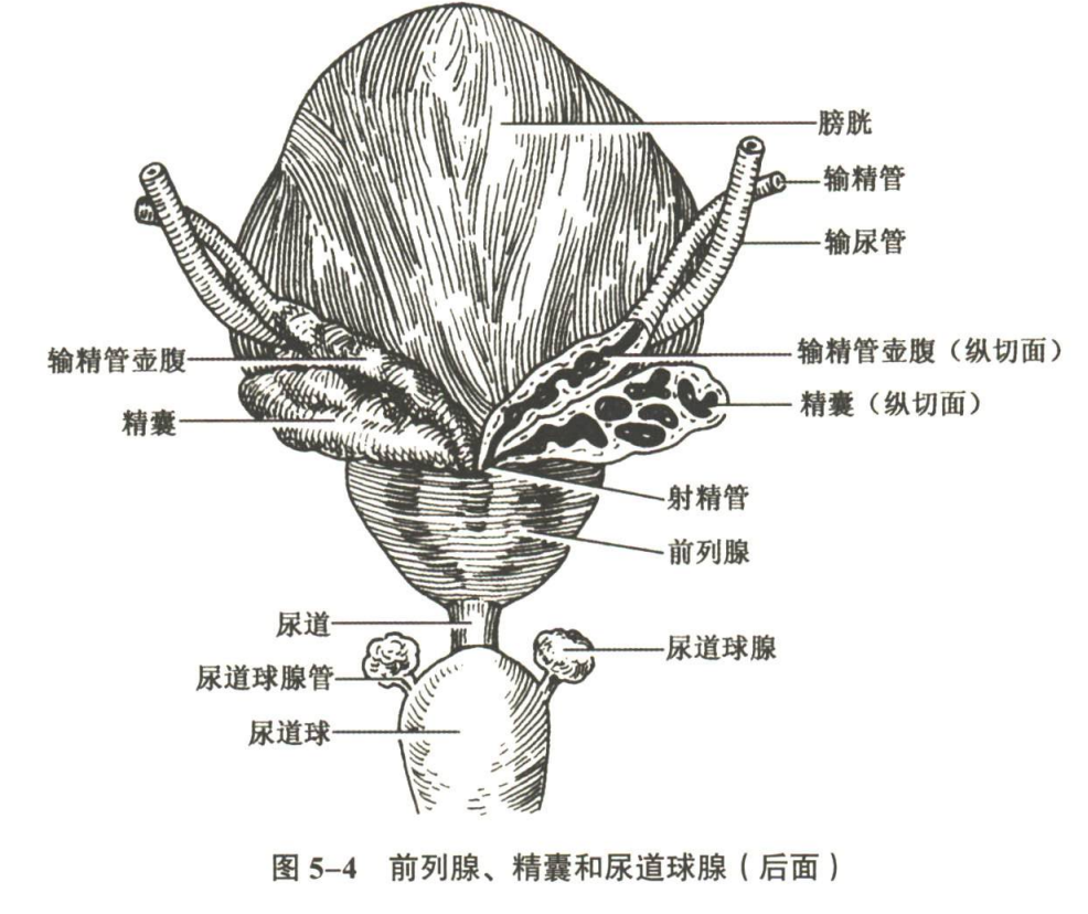 生殖系统