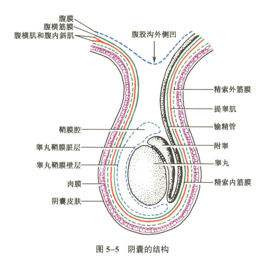 生殖系统