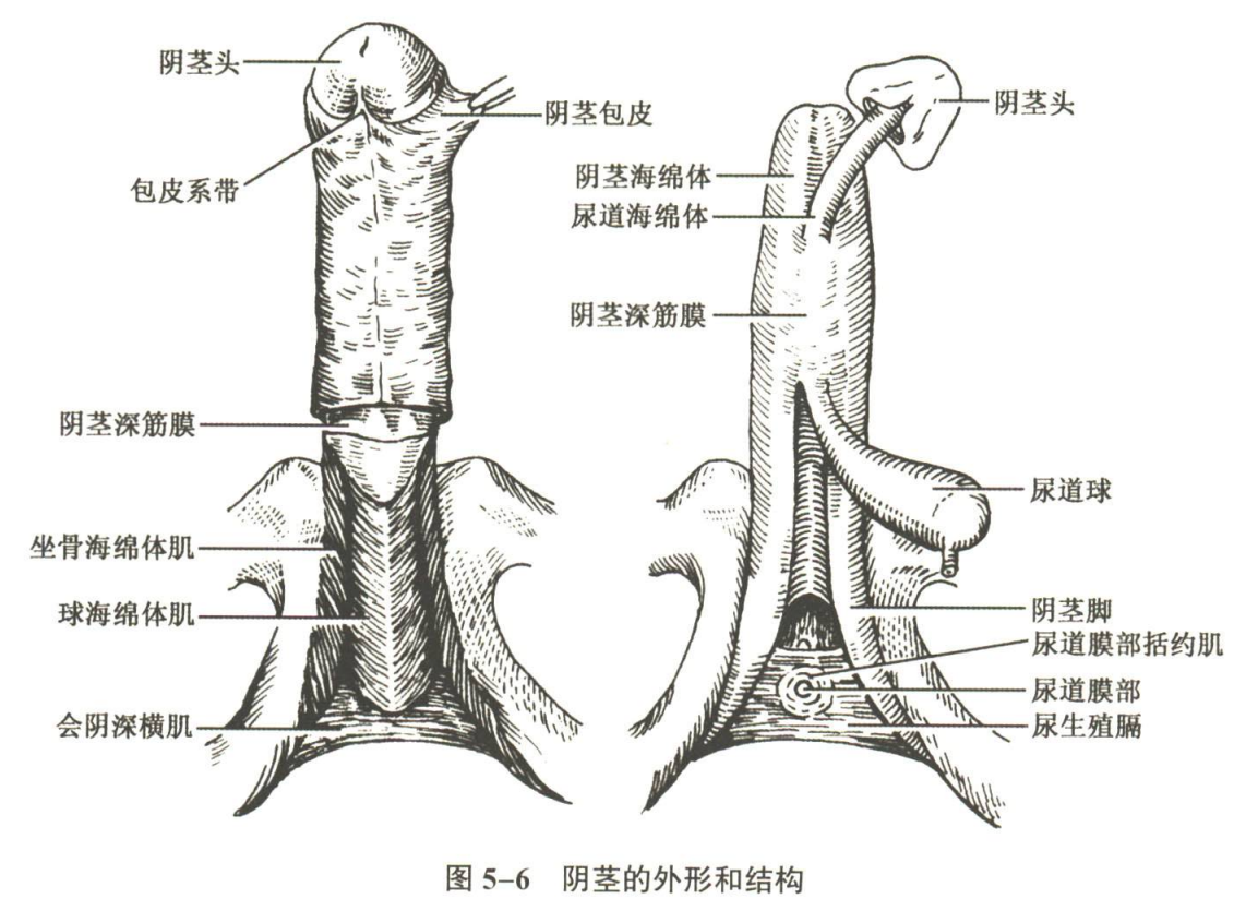 生殖系统