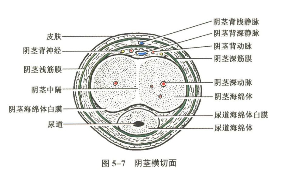 生殖系统