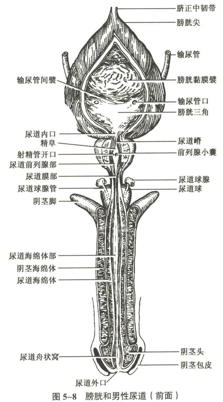 生殖系统