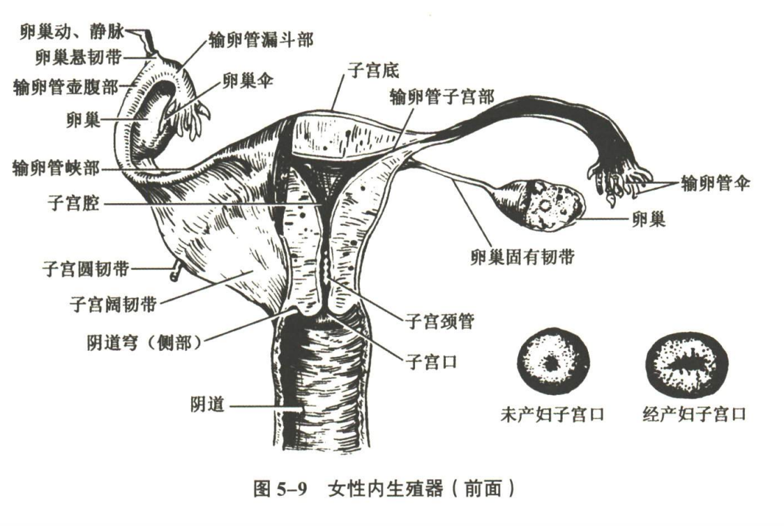 生殖系统