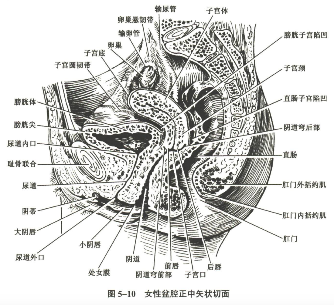 生殖系统