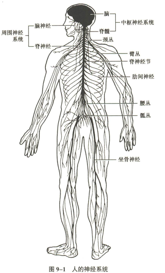 神经系统