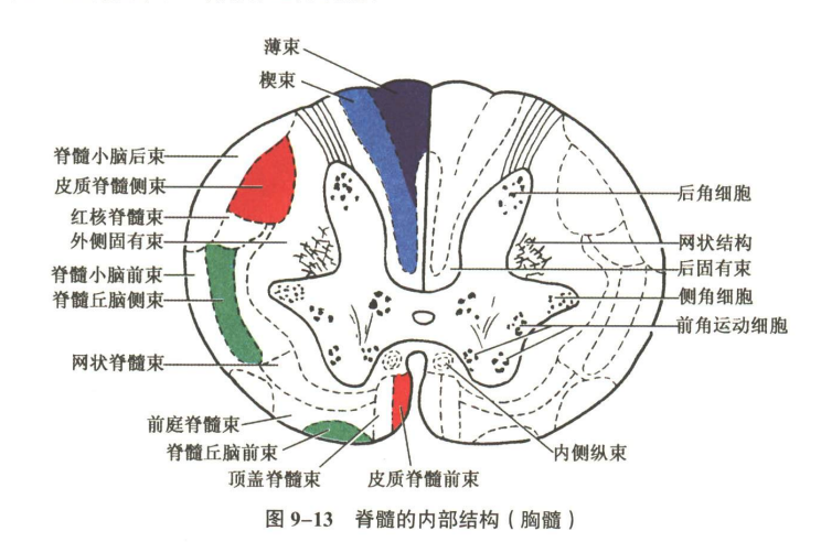 神经系统