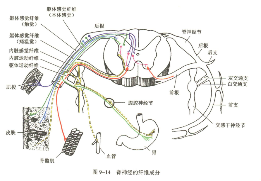 神经系统