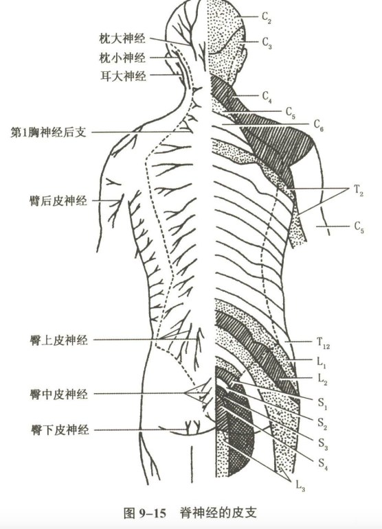 神经系统
