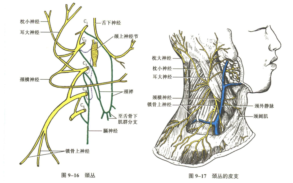神经系统