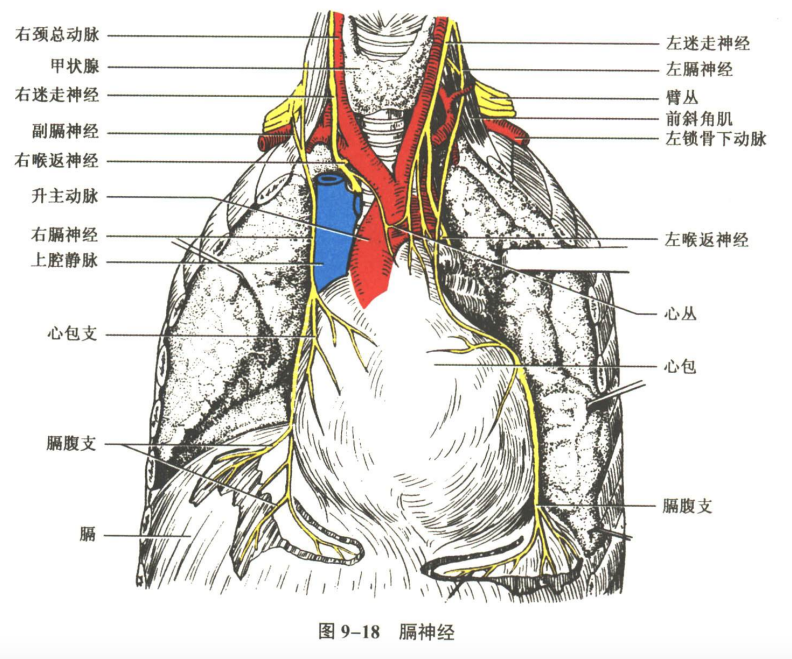 神经系统