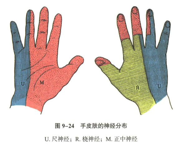 神经系统