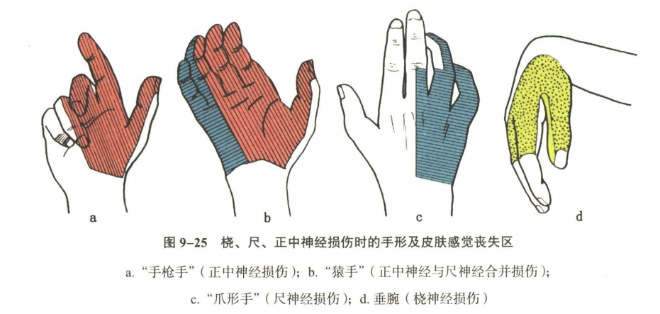 神经系统