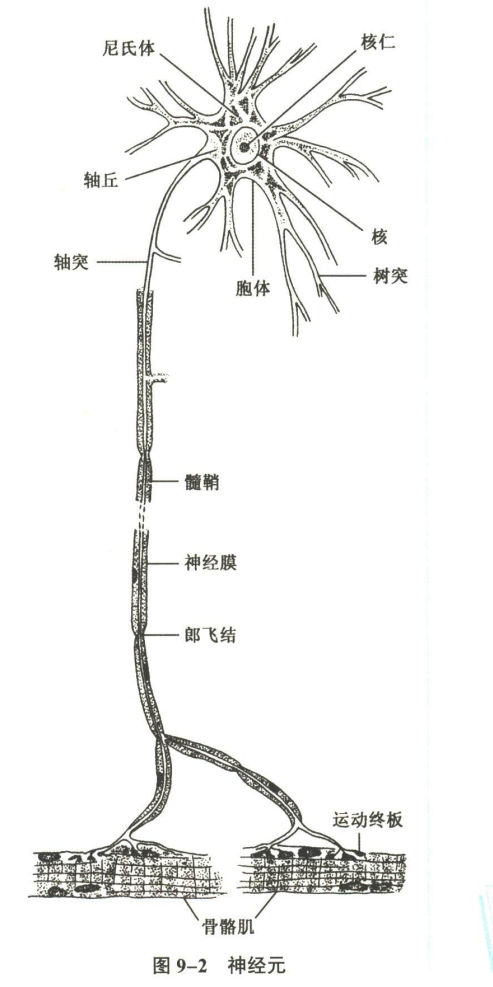 神经系统