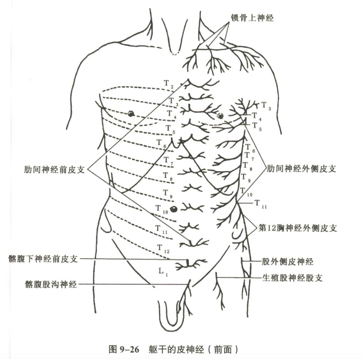 神经系统