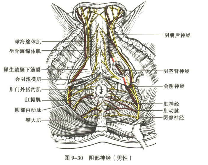 神经系统