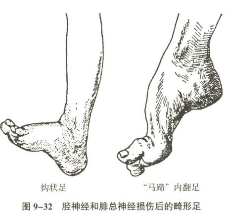 神经系统
