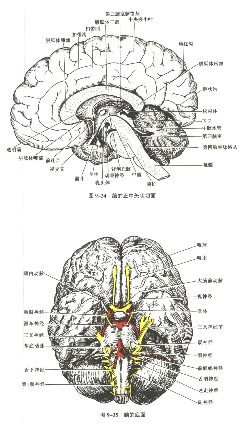 神经系统
