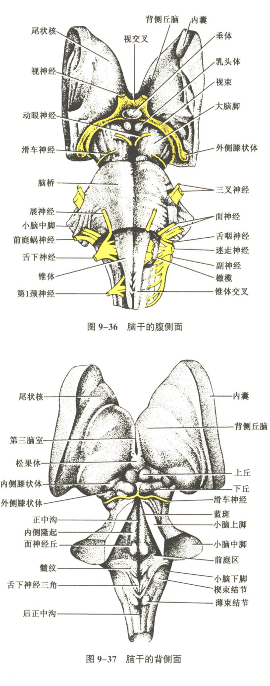 神经系统