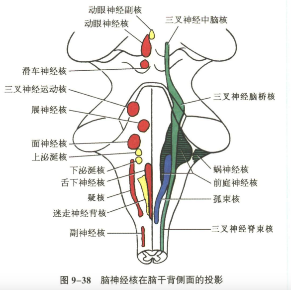 神经系统
