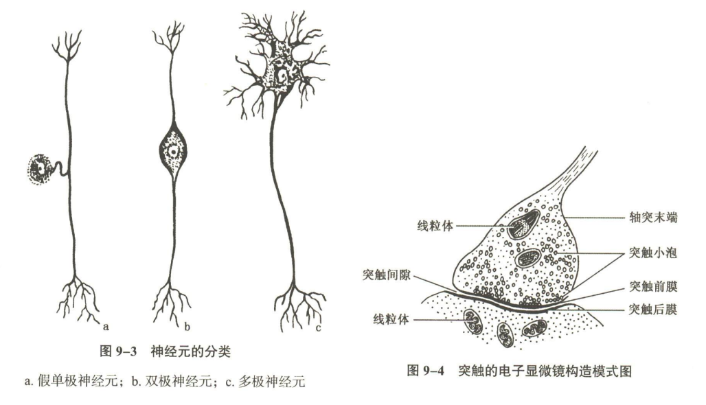 神经系统