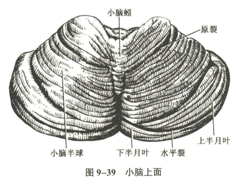 神经系统