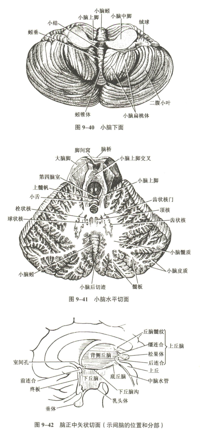 神经系统