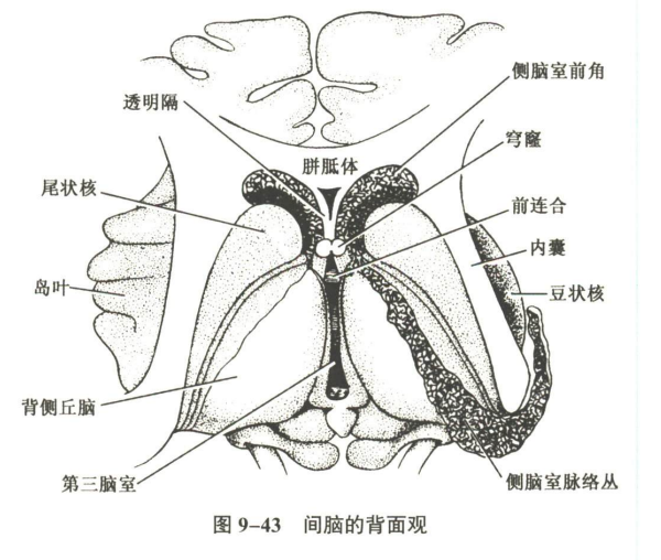 神经系统