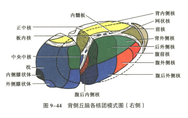 神经系统