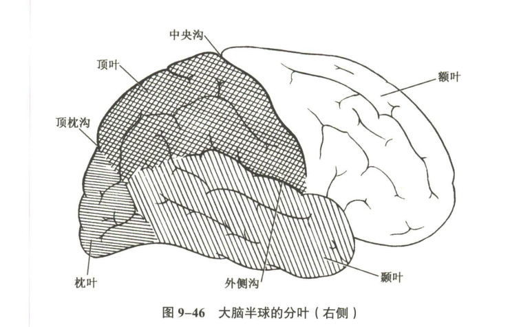 神经系统
