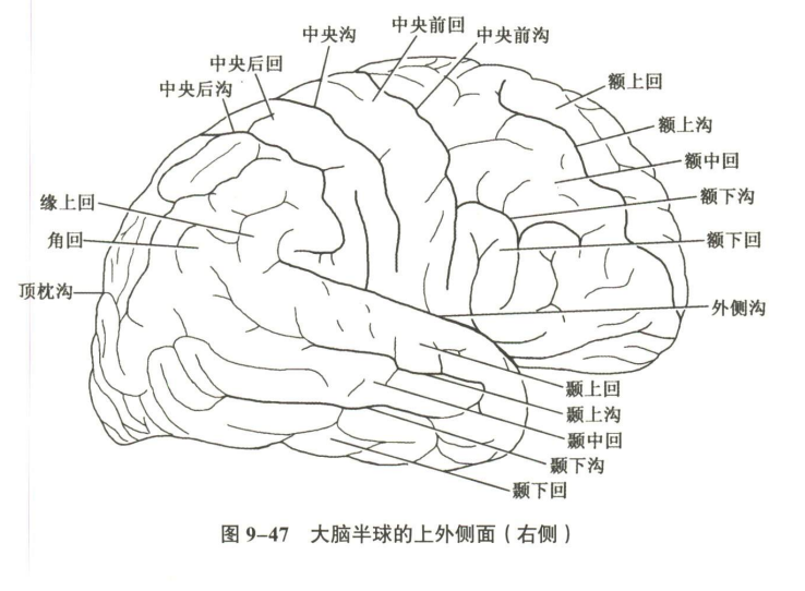 神经系统