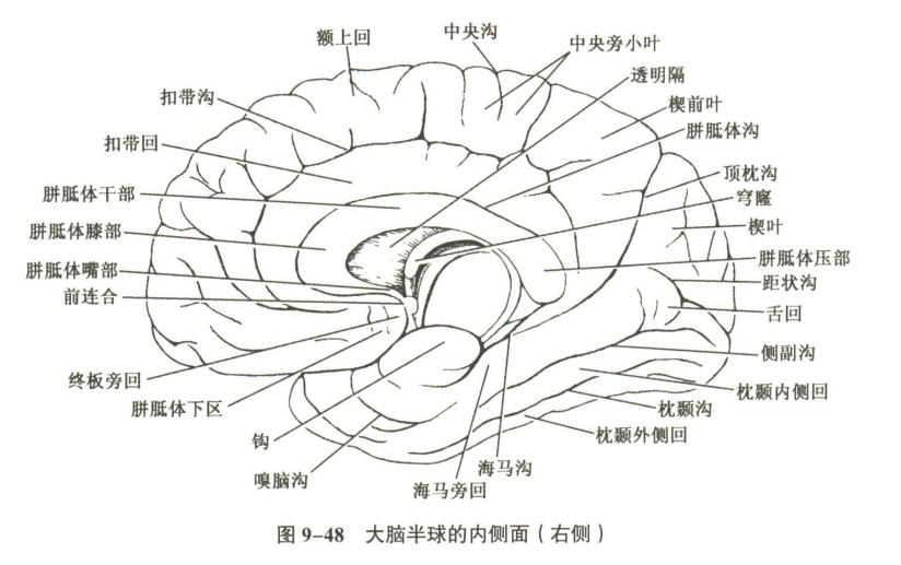 神经系统