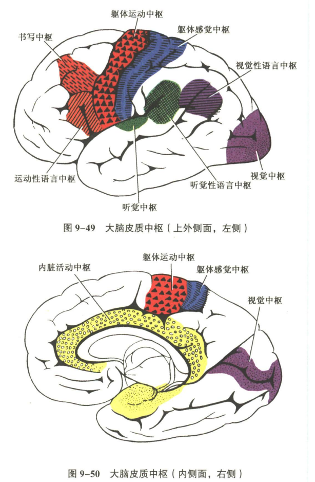 神经系统