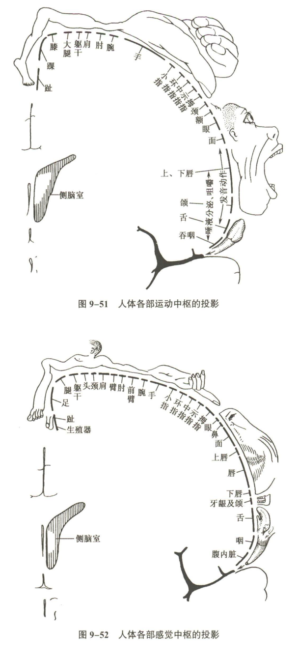 神经系统