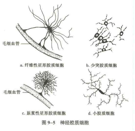 神经系统