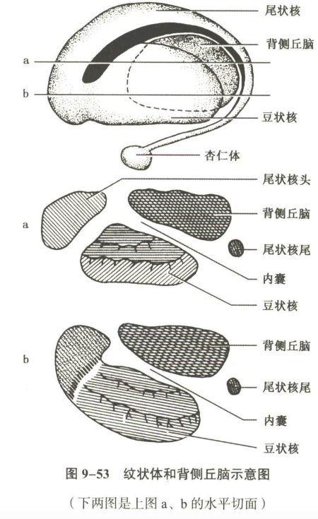 神经系统